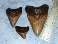 Drowning for Megalodon Teeth